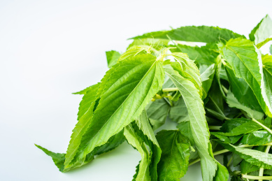 新鲜绿色蔬菜火麻叶在白背景上