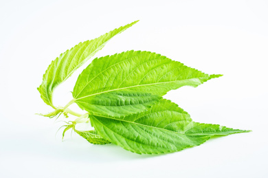 白背景上新鲜蔬菜火麻叶特写