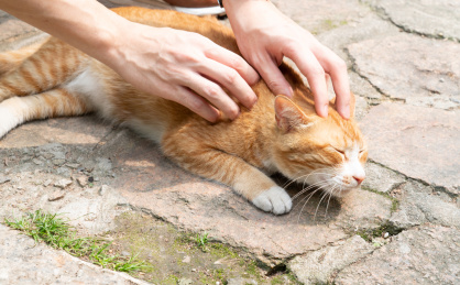 趴在地上的橘黄色猫咪享受着抚摸按摩