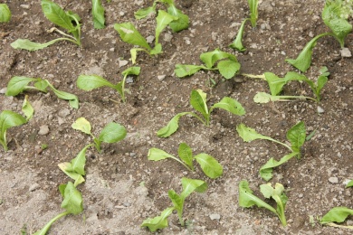 农村田地里的绿色有机春菜苗