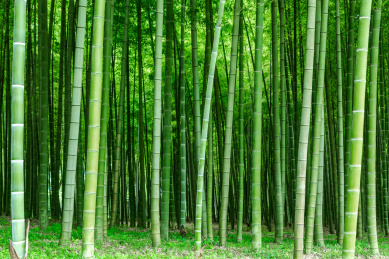 中国浙江杭州植物园，一片翠绿的毛竹林竹杆
