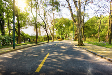 夏天绿荫覆盖的无人沥青道路