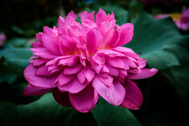 已经盛开的大朵紫红色的圣火莲荷花