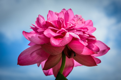 仰视角度拍摄中国南京圣火莲紫红色荷花