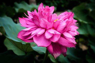 已经盛开的大朵紫红色的圣火莲荷花