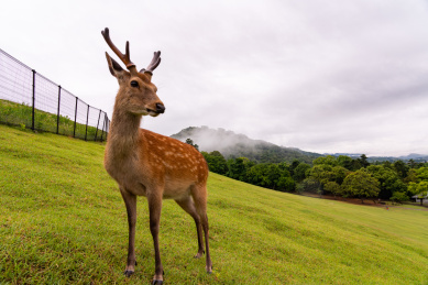 雨后的日本奈良公园小鹿在吃草玩耍