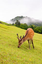 雨后的日本奈良公园小鹿在吃草玩耍