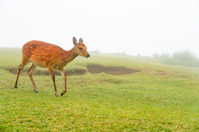 雨后的日本奈良公园小鹿在吃草玩耍