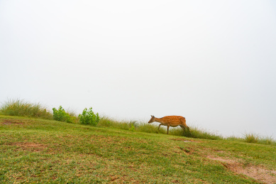 雨后的日本奈良公园小鹿在吃草玩耍