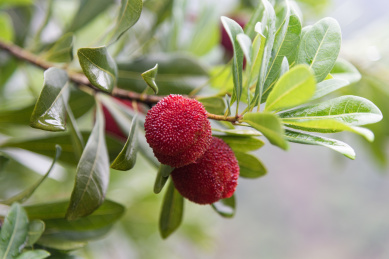 生长在杨梅树上的杨梅特写