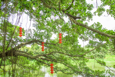 中国广东珠海的南方水乡大树