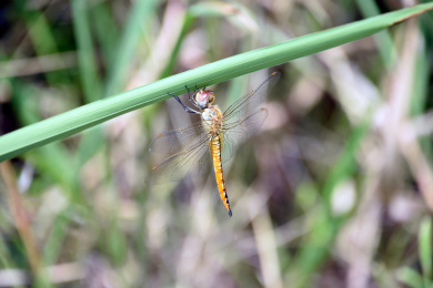 用爪子抓着绿色植物叶子的蜻蜓