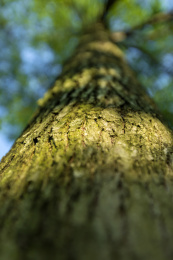 夏天的蓝天白云下樟树树干特写