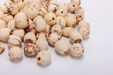 中国中草药植物药材白莲子白底图