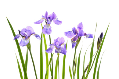 白色背景中的西伯利亚鸢尾（Iris sibirica）