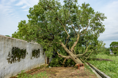 中国广东省韶关市翁源县松岗村被白蚁蛀空倒下的大树