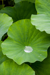 在雨中荷塘里荷叶上的水珠