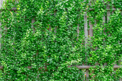 爬满绿色爬藤的竹子篱笆墙