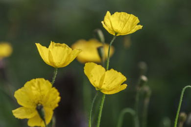 暗背景中的花卉黄色野罂粟特写