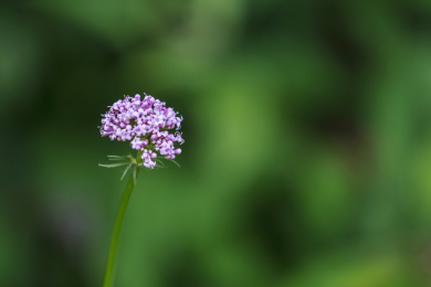 暗背景中的花卉紫色缬草之特写