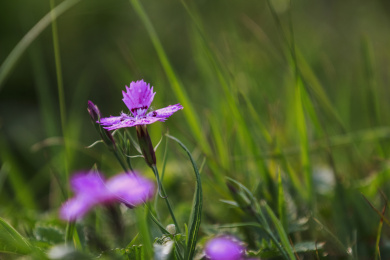 暗背景中的花卉紫色石竹之特写