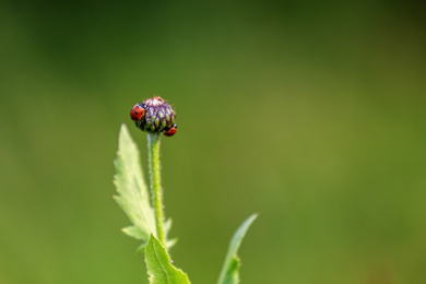 暗背景中的花卉蓟蕾及瓢虫之特写