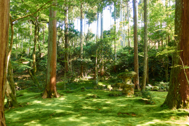 阳光穿过树林照在地面的青苔上