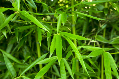 夏天竹林中翠绿的竹叶特写