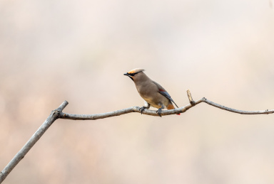 冬日干树枝上停留的小太平鸟