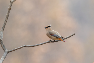 冬日干树枝上停留的小太平鸟