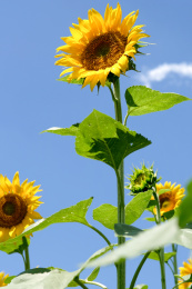 金色向日葵花特写