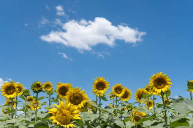 蓝天白云下的向日葵