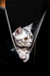 特写一只趴在吊床上的虎斑美国短毛猫