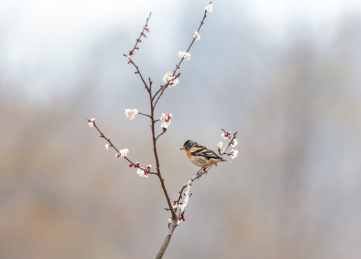 结群寻觅草子或其它植物种子为食的燕雀鸟