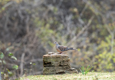 习惯于在林地底层觅食的的珠颈斑鸠鸟