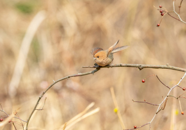 栖息于灌丛及林缘地带的棕头鸦雀鸟