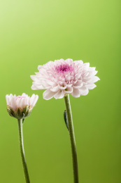 绿色背景中的菊花