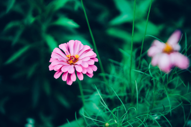 庭院里盛开的格桑花波斯菊