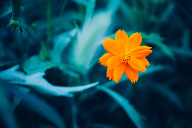 庭院里盛开的格桑花波斯菊