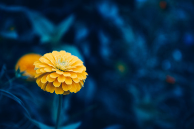 庭院里盛开的格桑花波斯菊