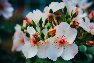 春天花园盛开绽放的蔷薇花