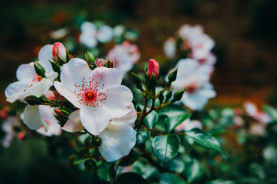 春天花园盛开绽放的蔷薇花
