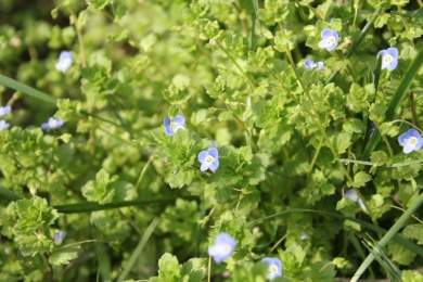 户外几颗野生的绿色匍茎通泉草