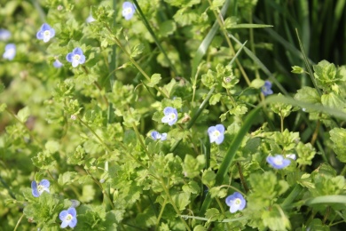 户外几颗野生的绿色匍茎通泉草