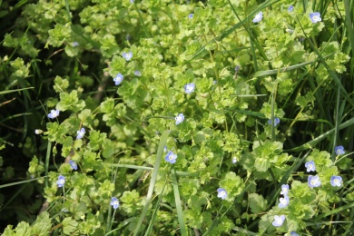 户外几颗野生的绿色匍茎通泉草