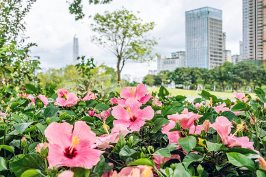香蜜湖公园夏季盛开的粉色朱槿花