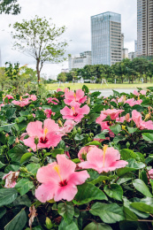 香蜜湖公园夏季盛开的粉色朱槿花