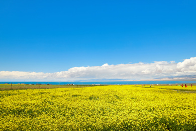 夏季青海省青海湖蓝天下盛开的一片金黄色油菜花