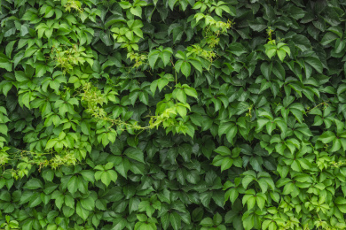 墙壁上的爬山虎