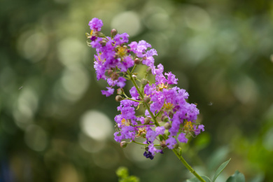 盛开的漂亮的紫色小花紫薇花